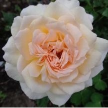 Chandos Beauty (Чандос Бьюті)